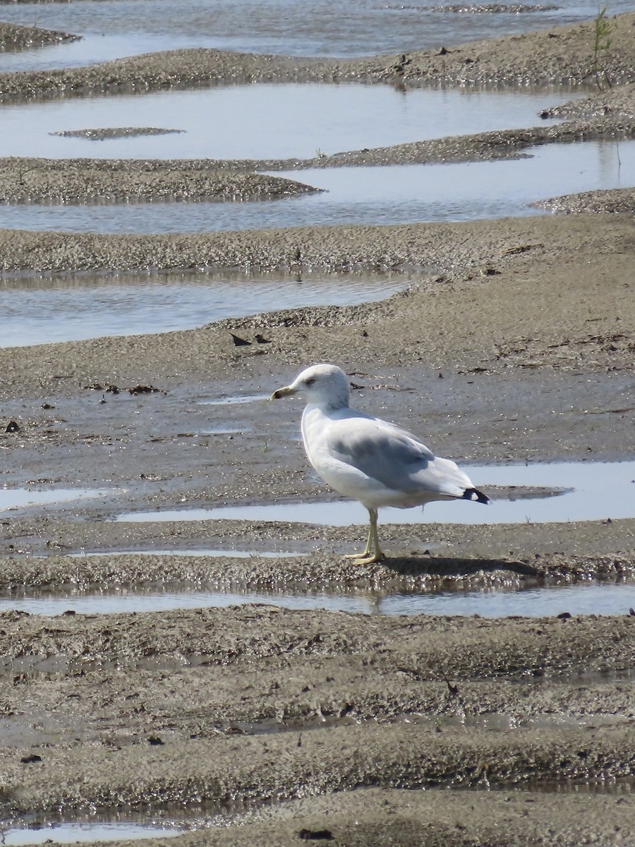שחף עקוד-מקור - ML647290105