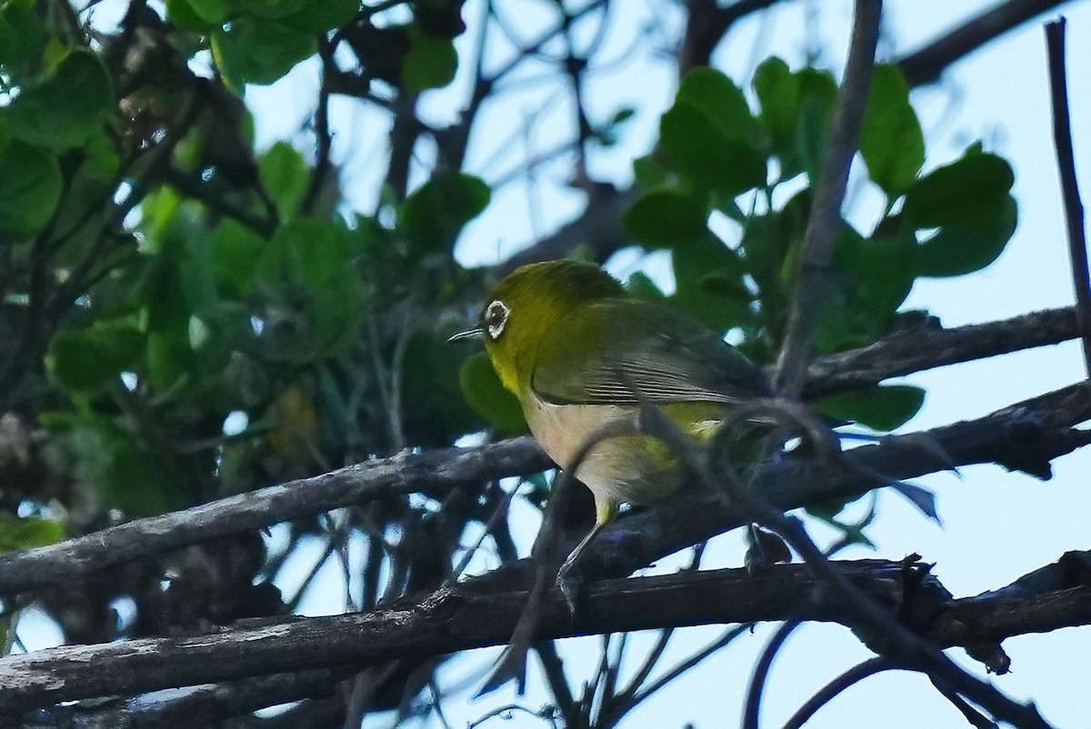 Warbling White-eye - ML647290107