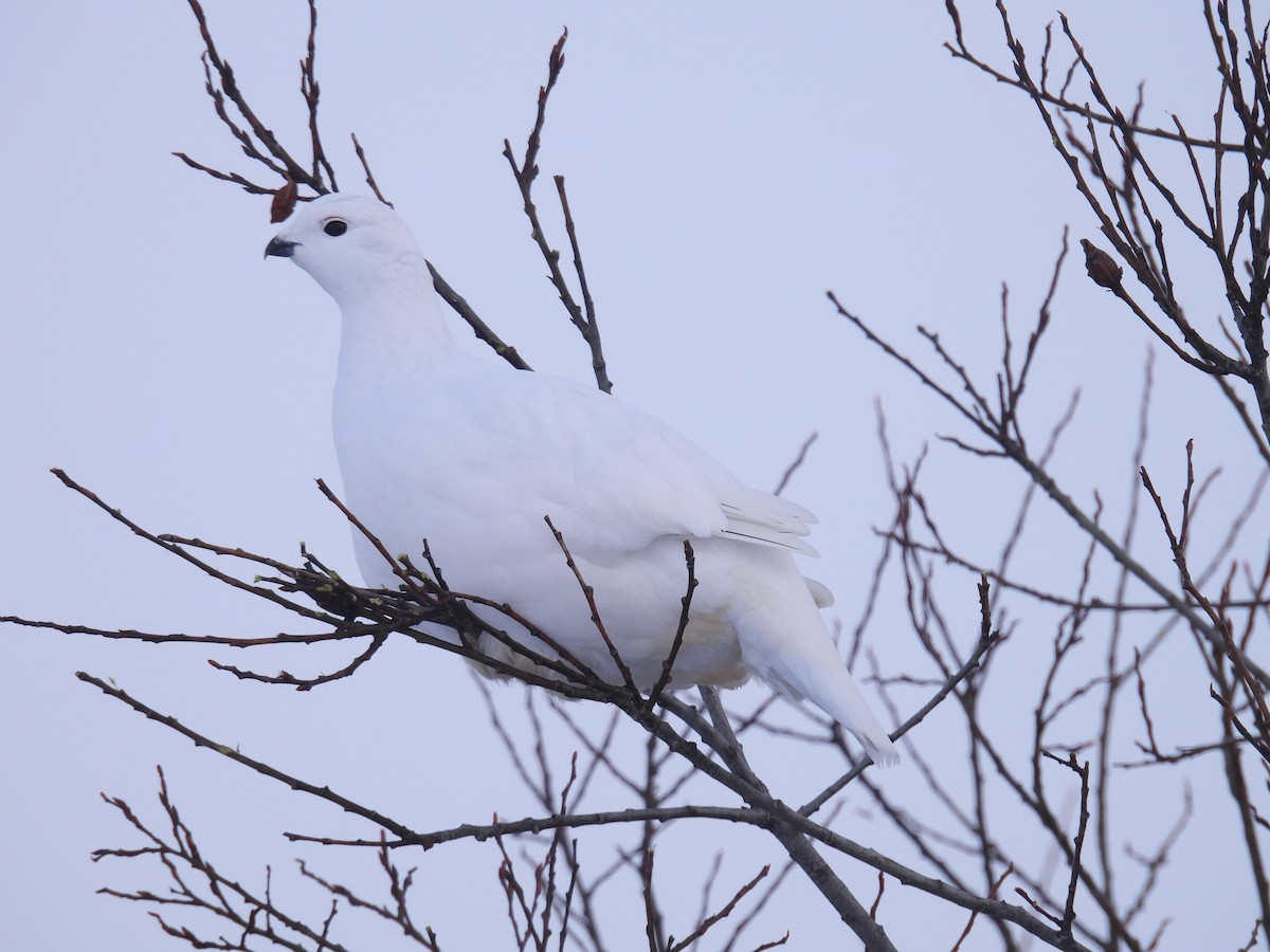 Moorschneehuhn - ML647290108