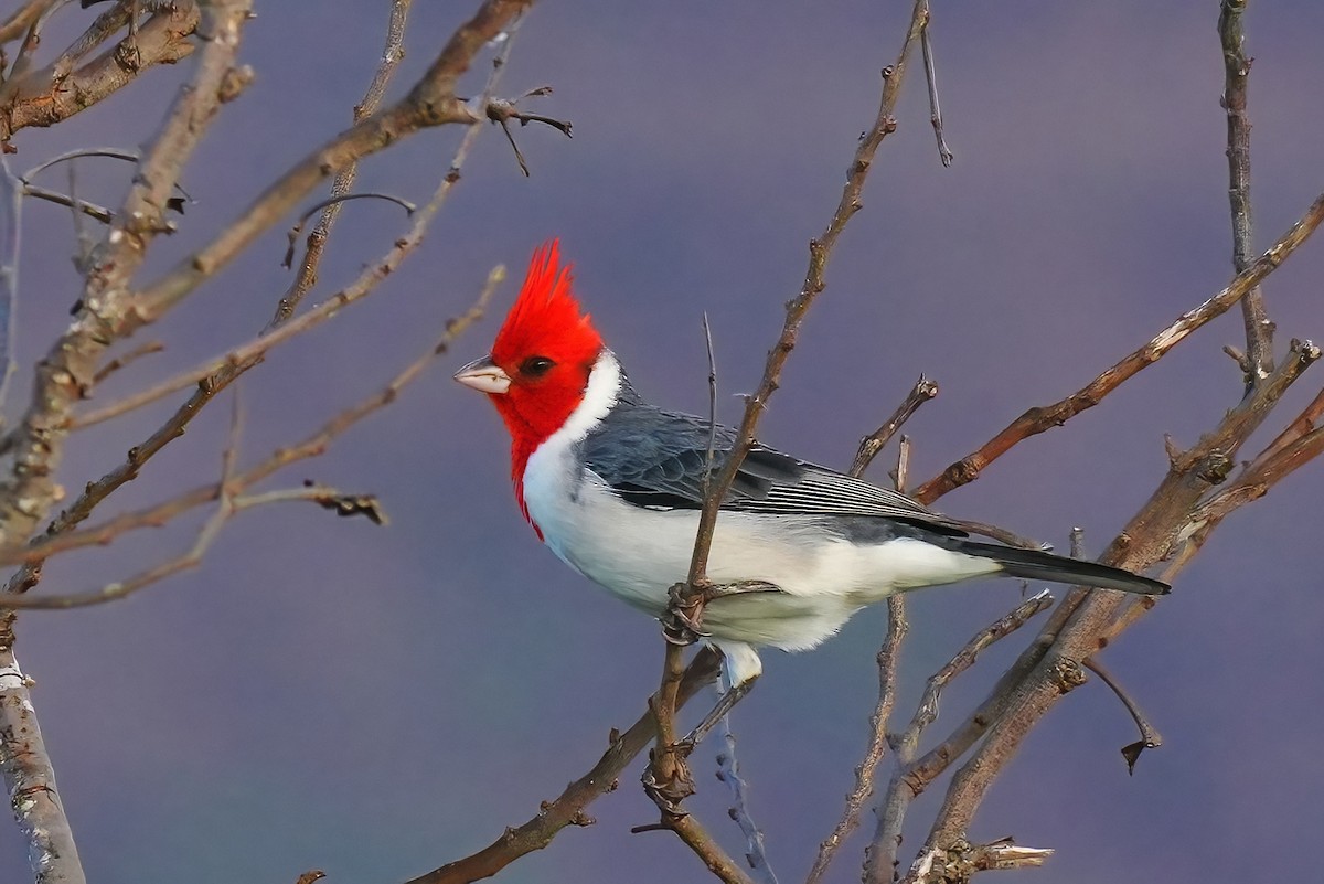 Paroare huppé - ML647290112