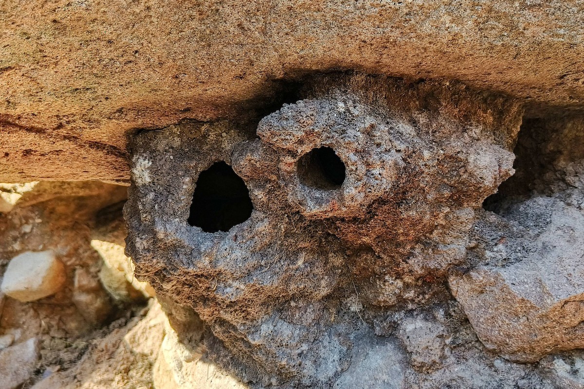 brhlík skalní - ML647290123