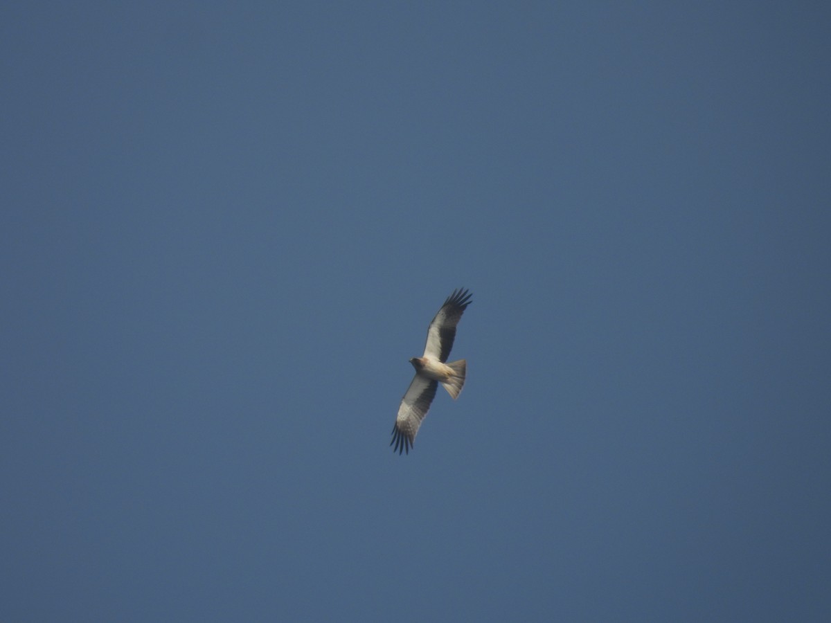 orel nejmenší - ML647290128