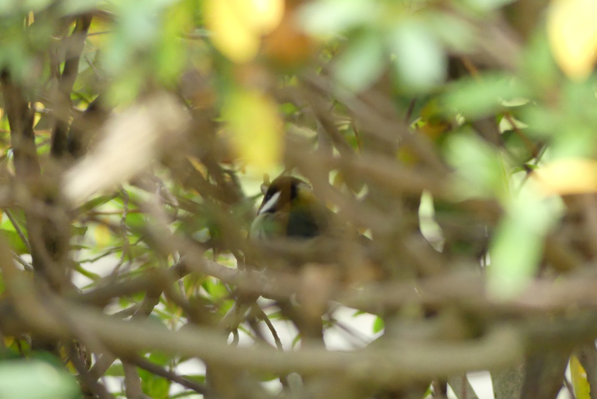 Asian Tit - ML647290129