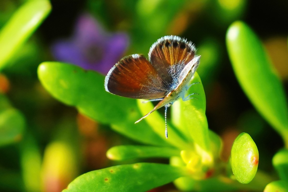 Western Pygmy-Blue - ML647290132