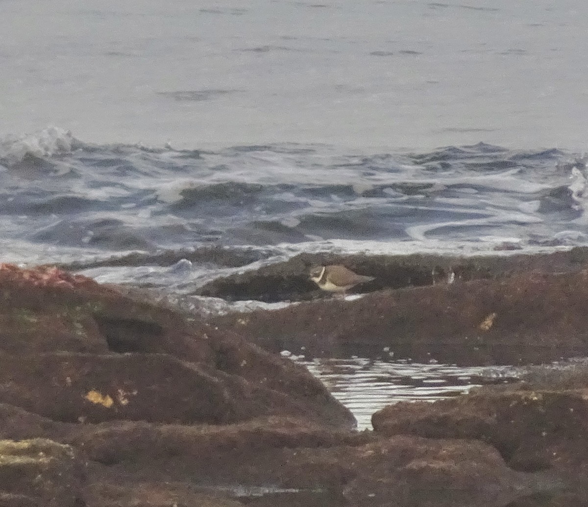 Common Ringed Plover - ML647290142