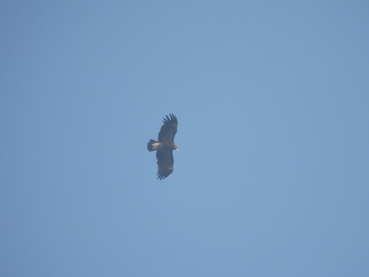 orel volavý - ML647290146