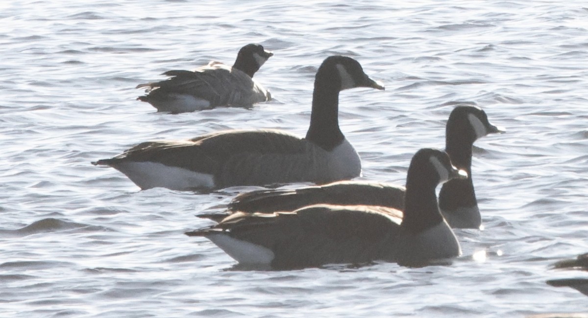 Cackling Goose - ML647290153