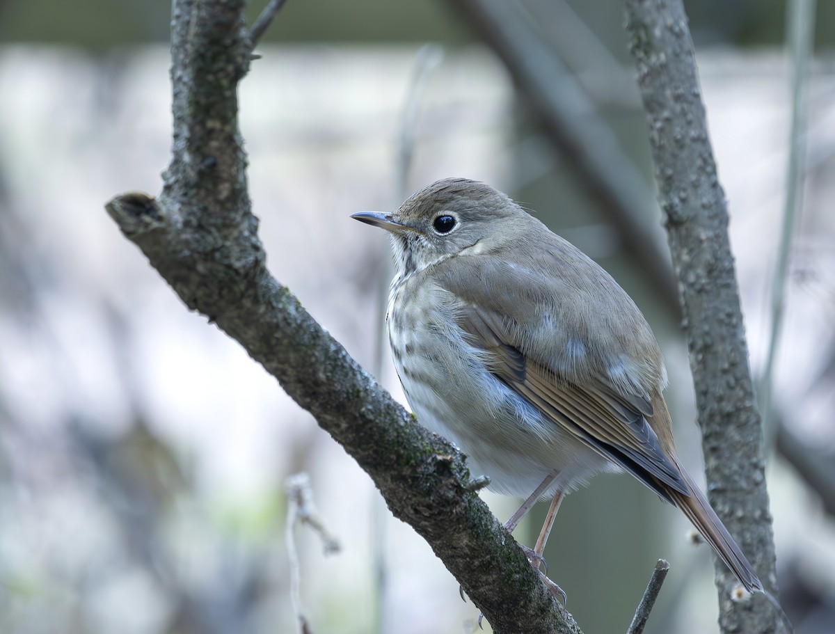 Zorzalito Colirrufo - ML647290155