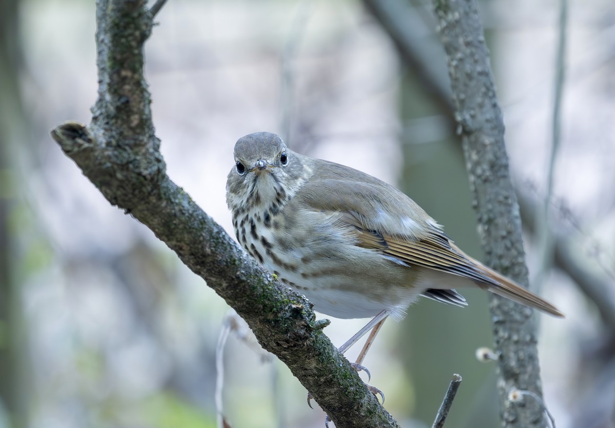 Zorzalito Colirrufo - ML647290156