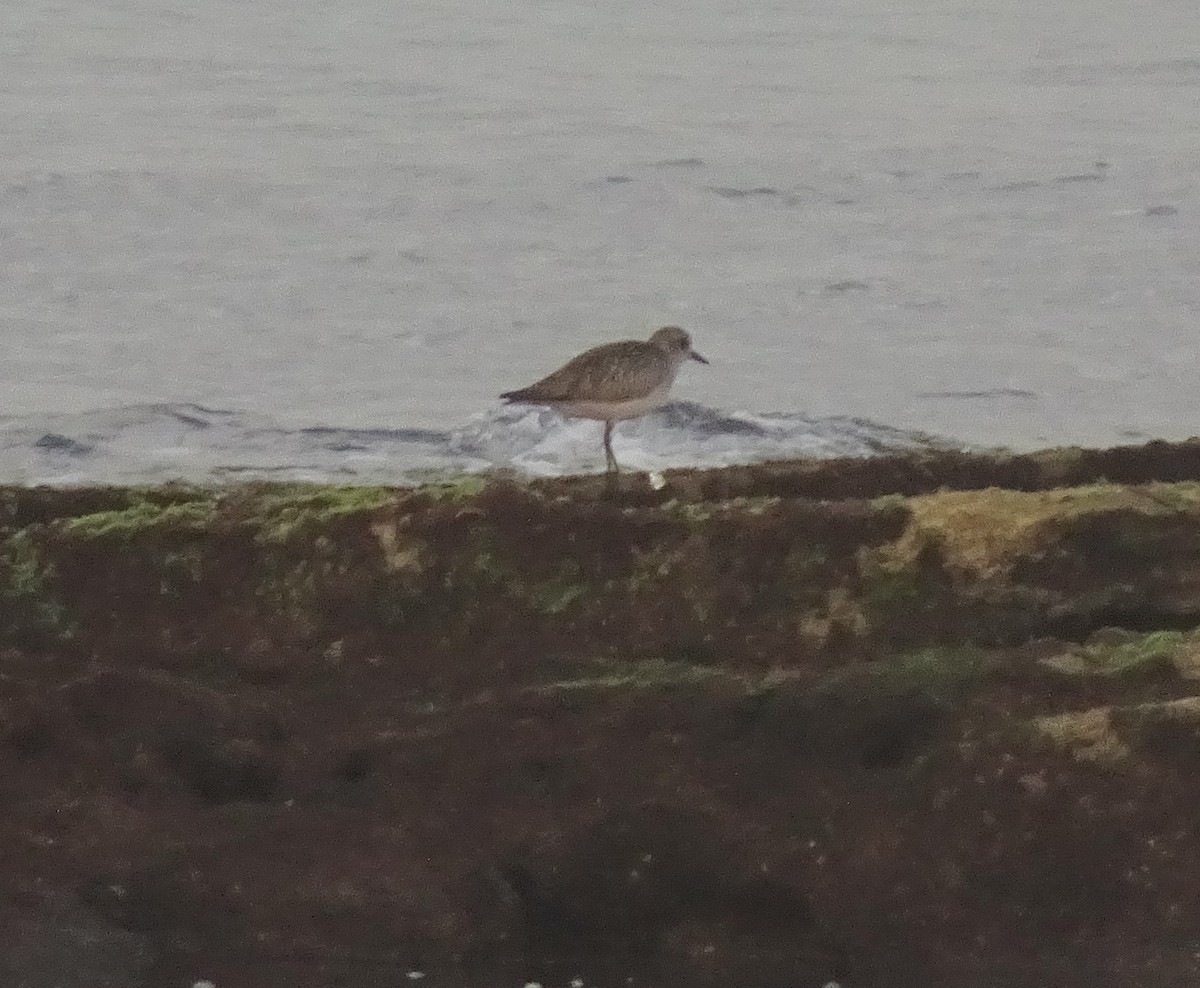 ダイゼン - ML647290158