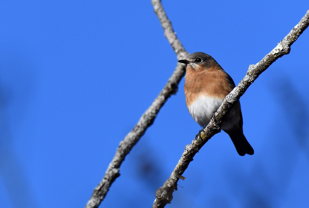 Azulejo Oriental - ML647290159