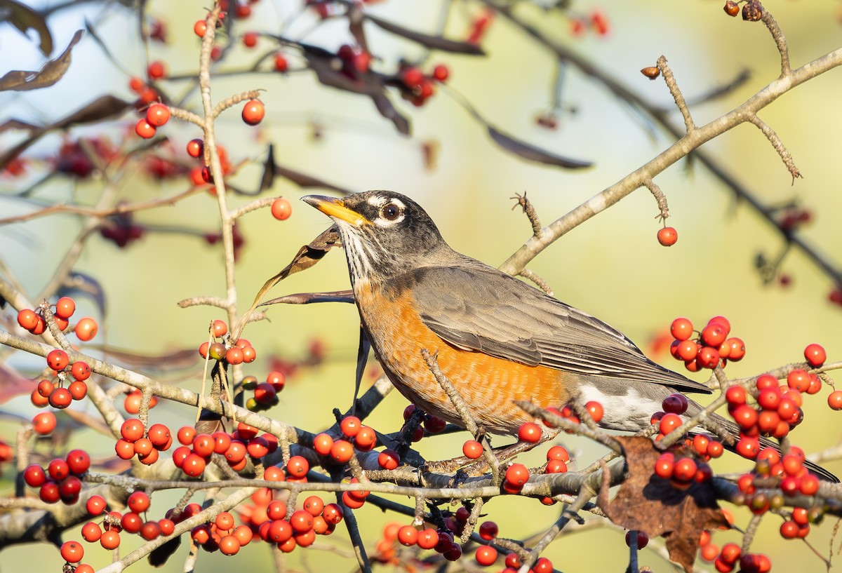Zorzal Americano - ML647290166