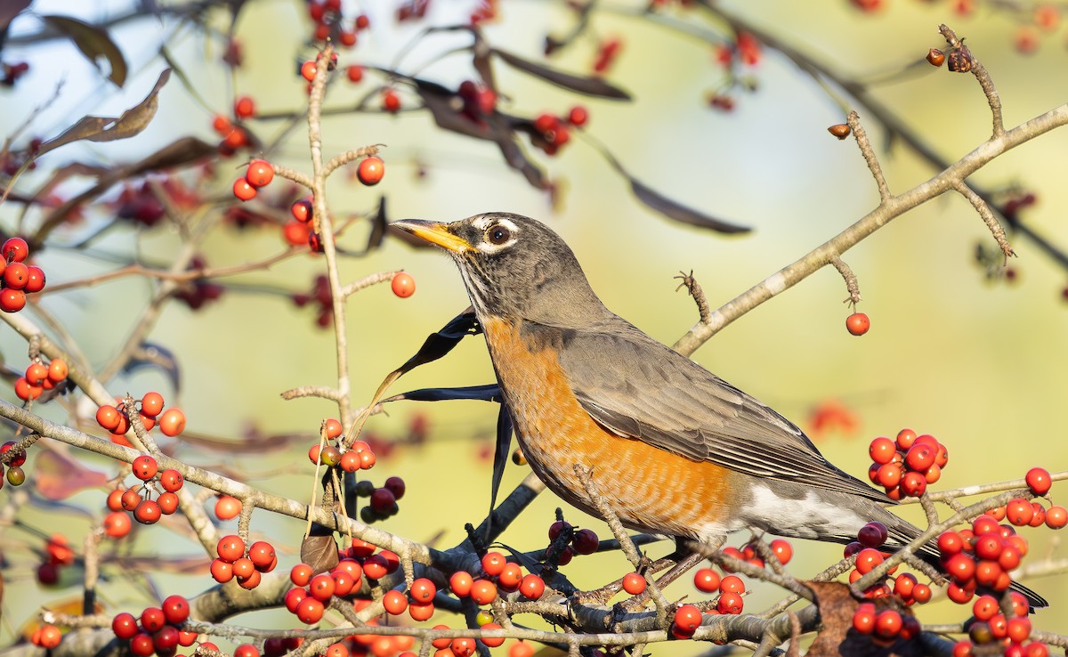 Zorzal Americano - ML647290167