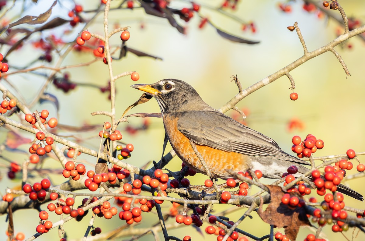 Zorzal Americano - ML647290168