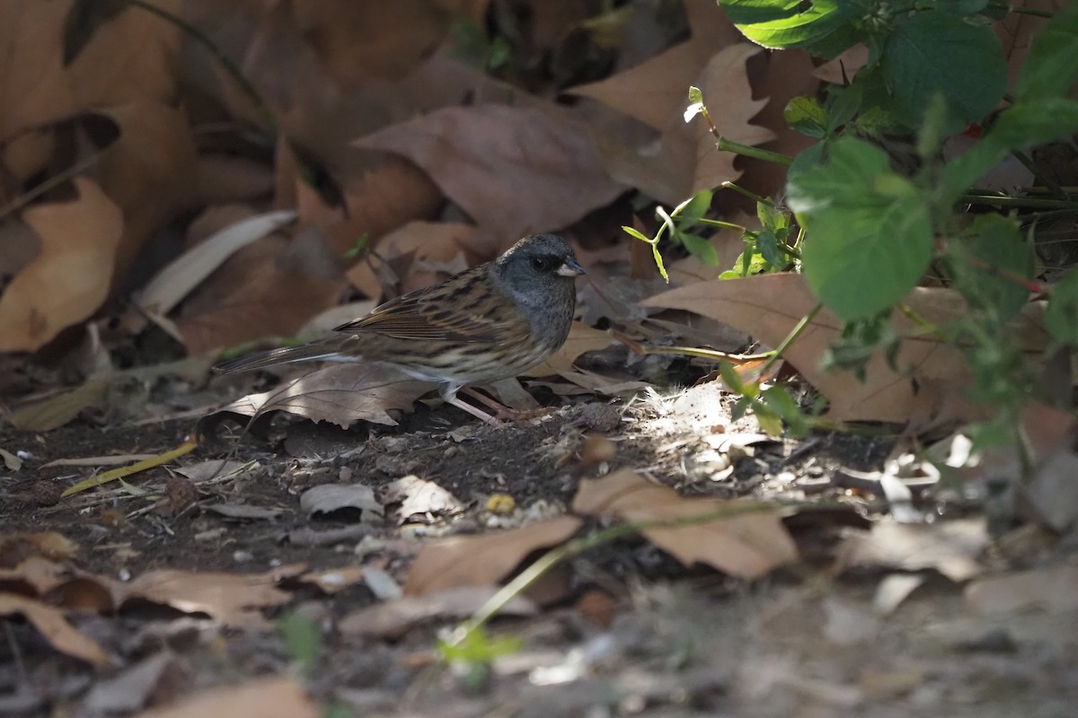 Black-faced Bunting - ML647290172