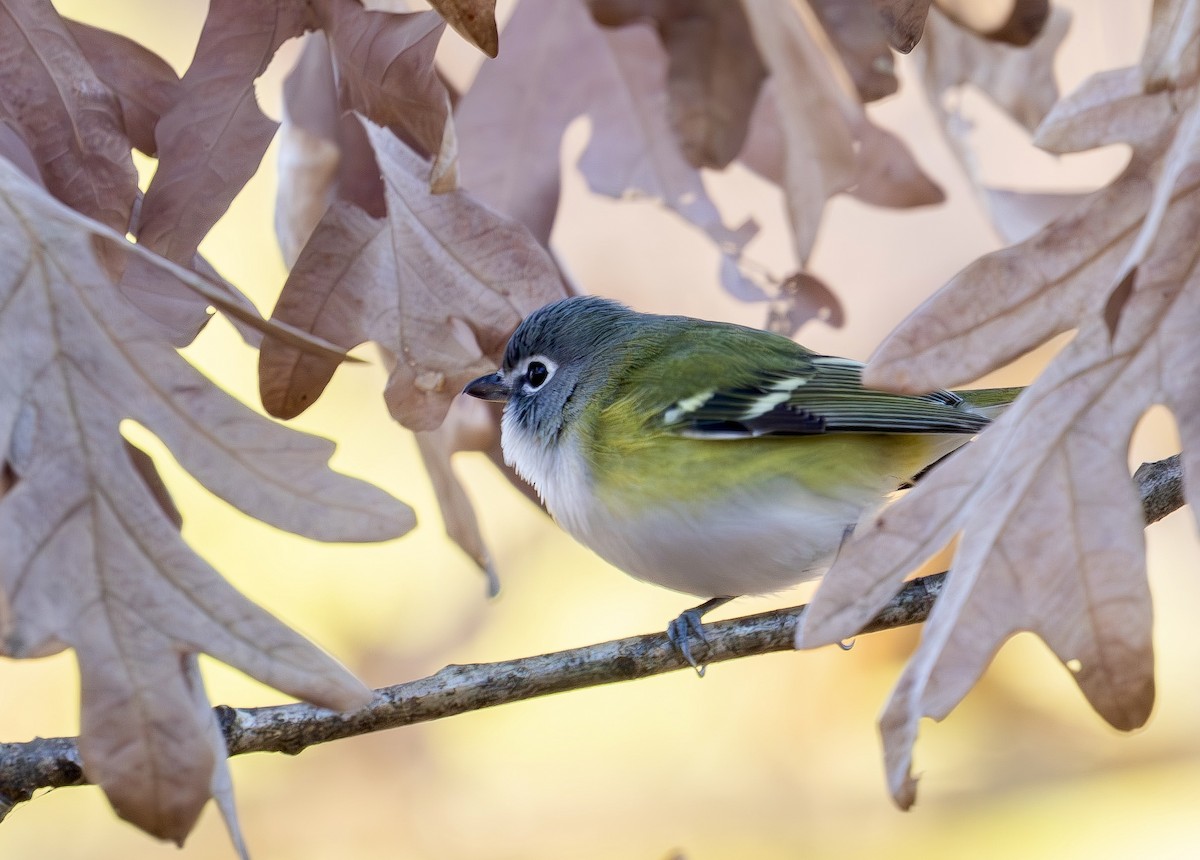 Blue-headed Vireo - ML647290180