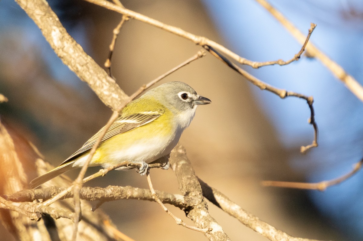 Blue-headed Vireo - ML647290181