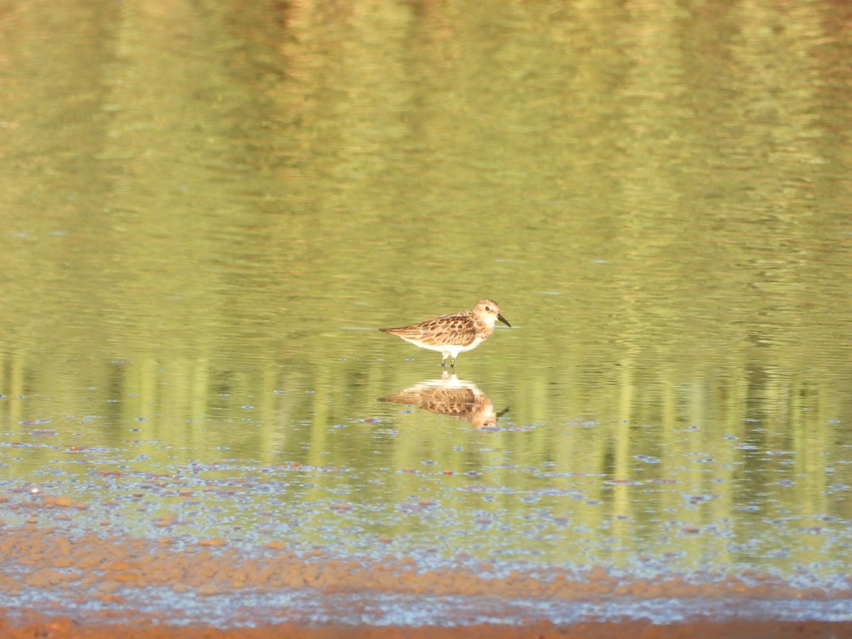 小濱鷸 - ML647290182