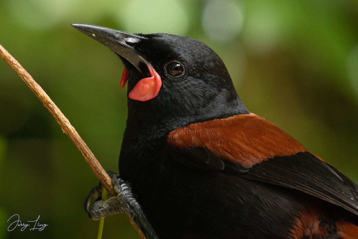 North Island Saddleback - ML647290184