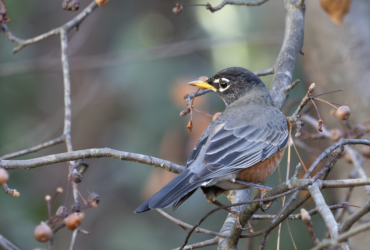 Zorzal Americano - ML647290188