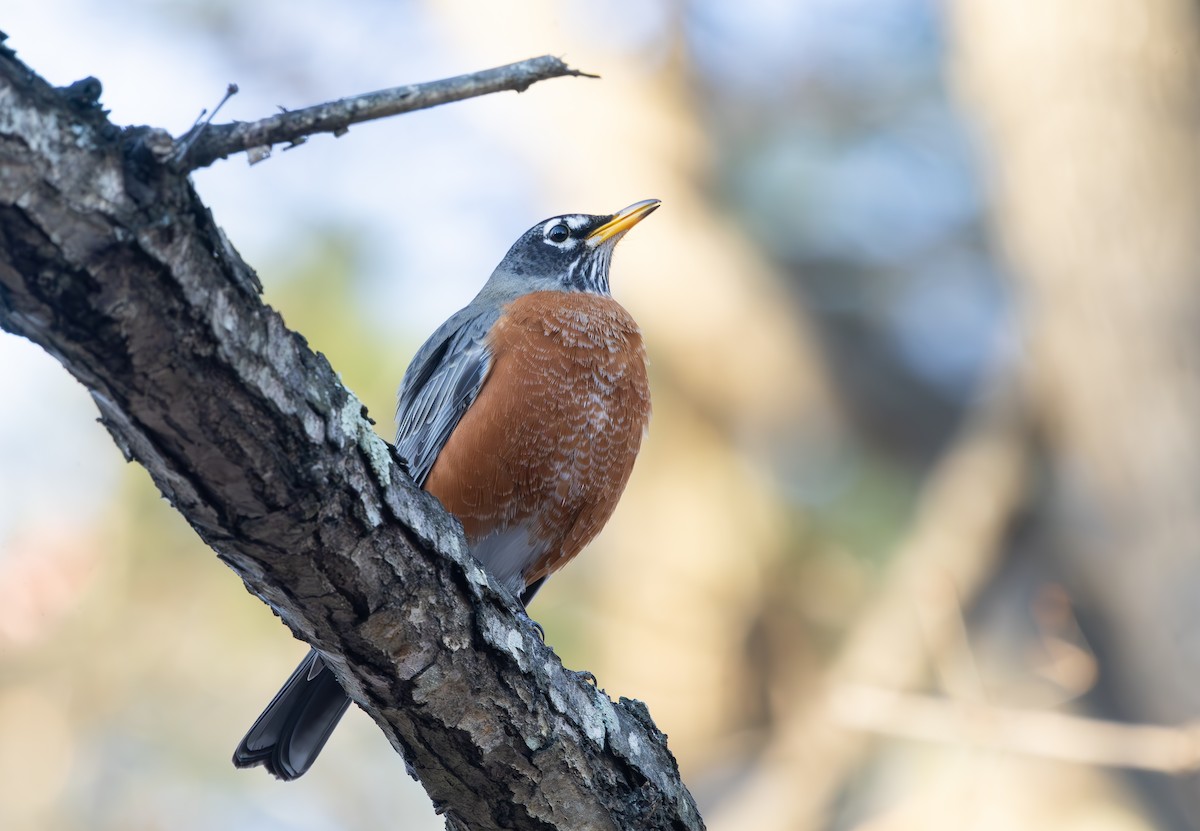 Zorzal Americano - ML647290189