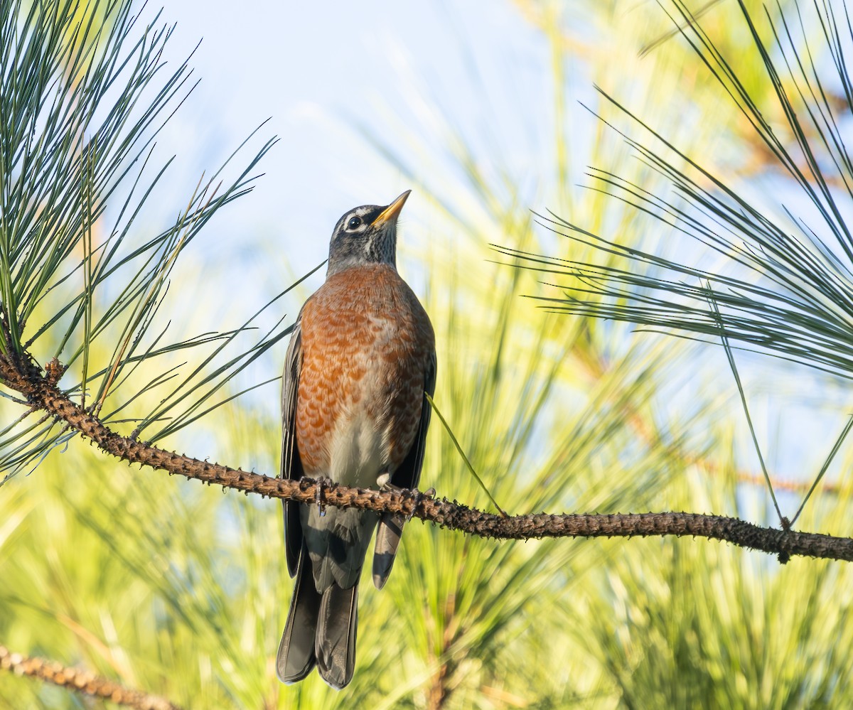 Zorzal Americano - ML647290193