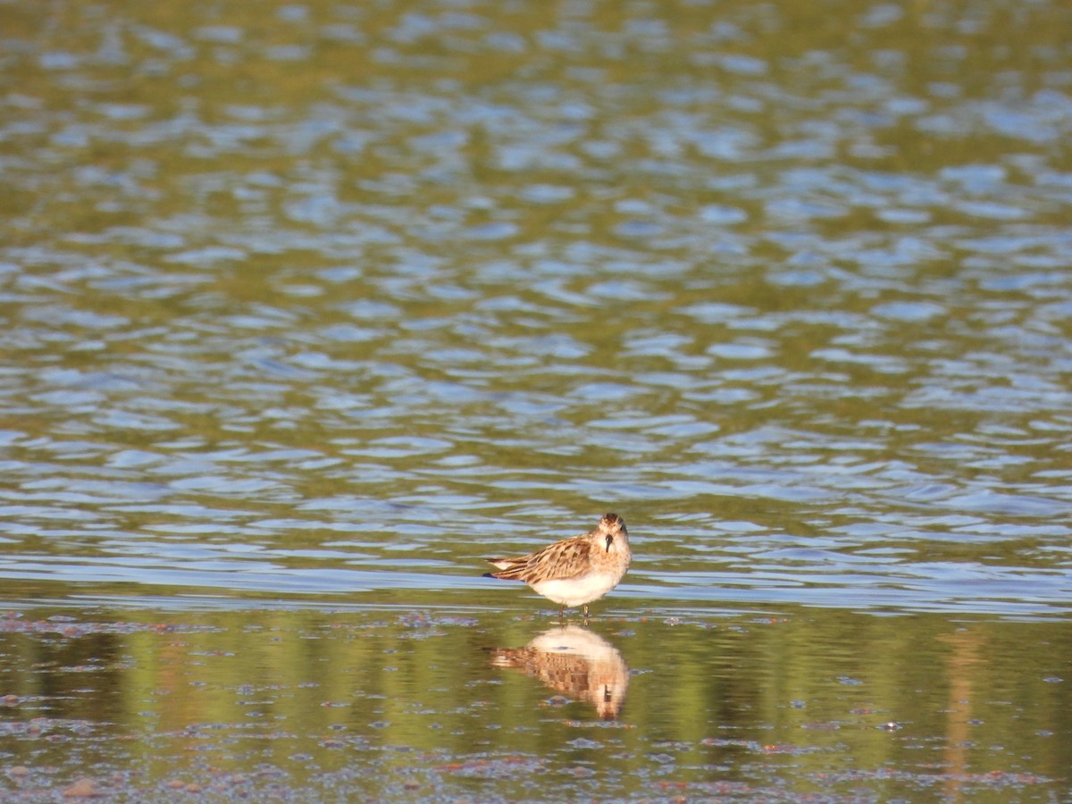 小濱鷸 - ML647290211