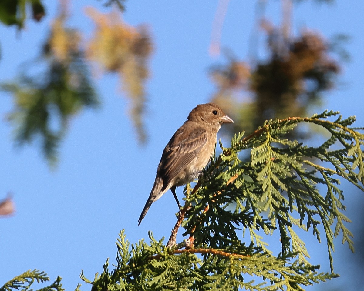 Indigo Bunting - ML647290216