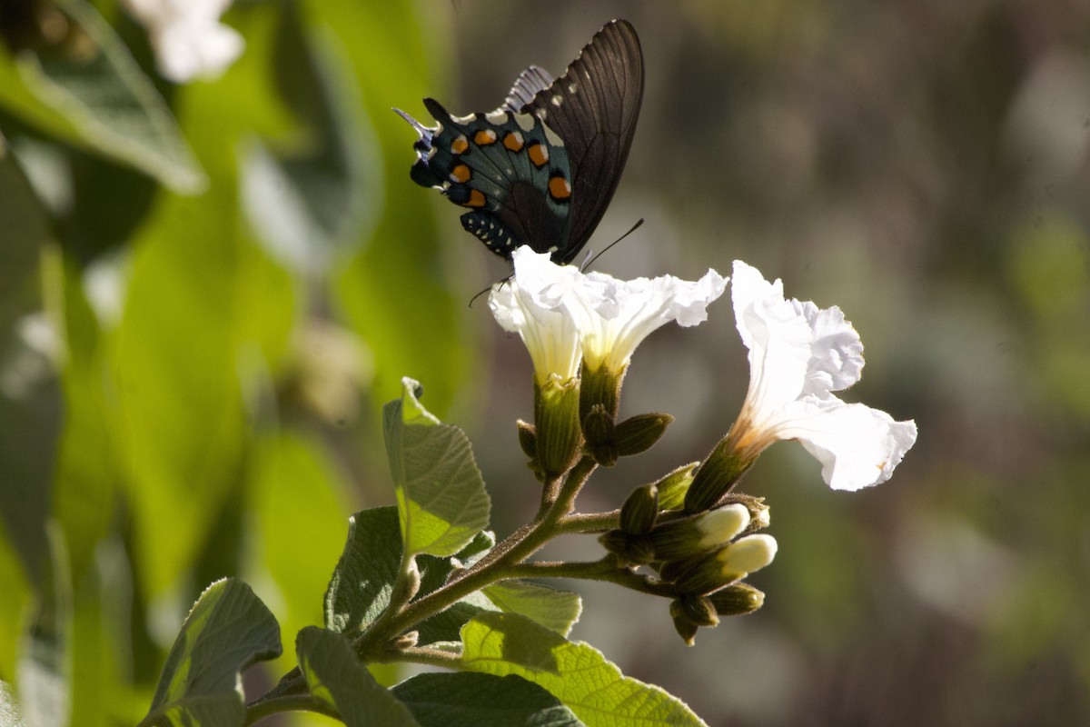 Pipevine Swallowtail - ML647290217
