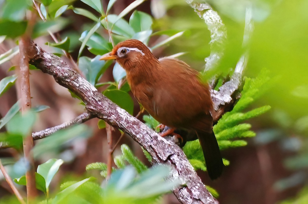 Garrulaxe hoamy - ML647290219