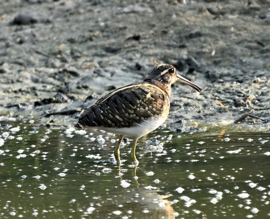 Greater Painted-Snipe - ML647290221
