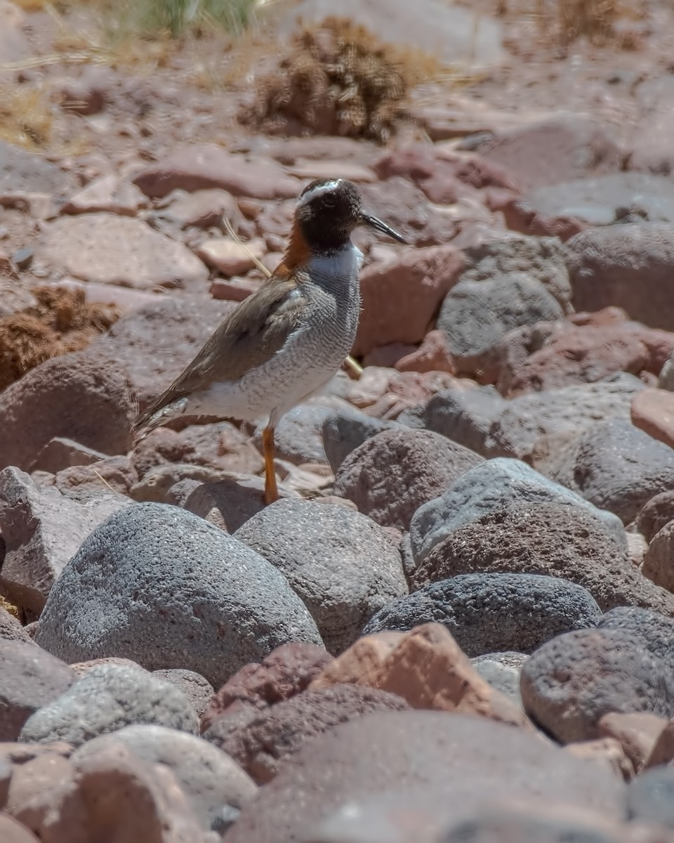 Diademregenpfeifer - ML647290222