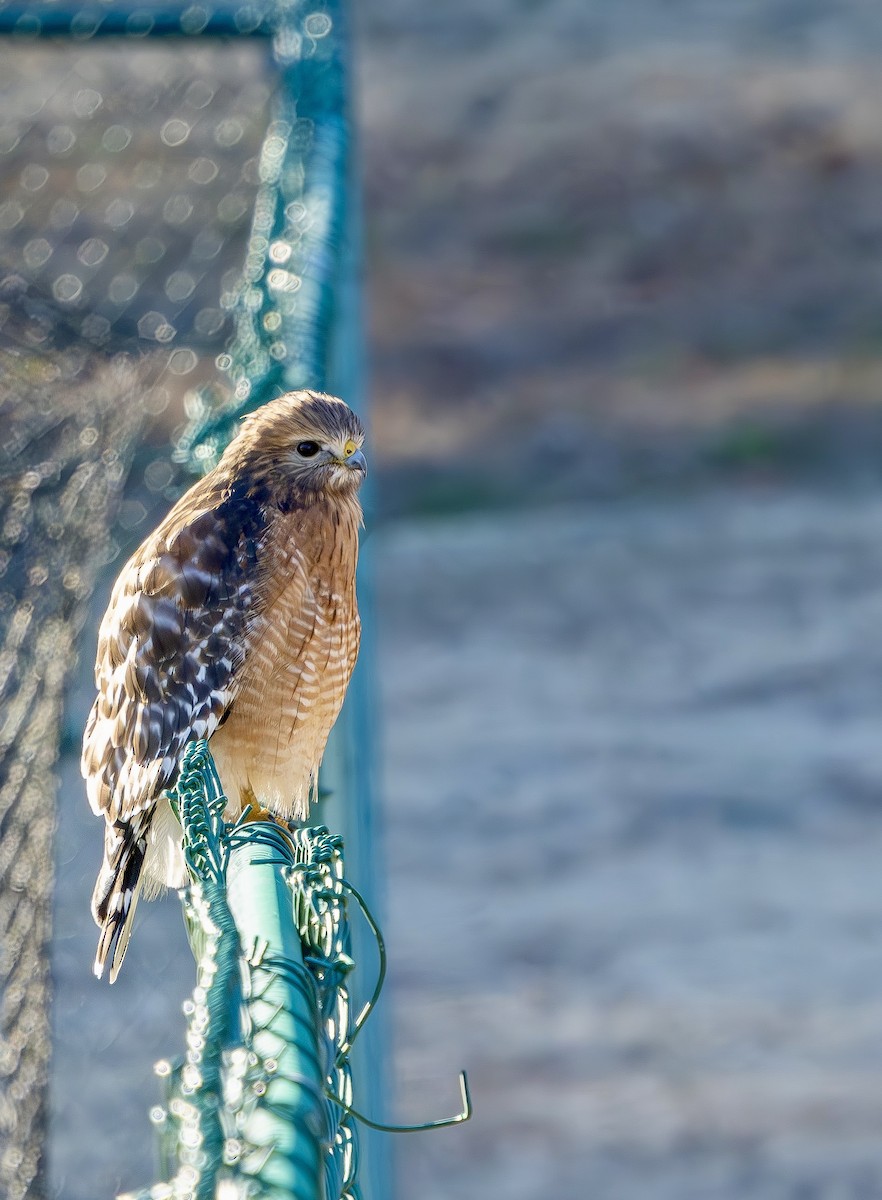 Канюк рудоплечий - ML647290223