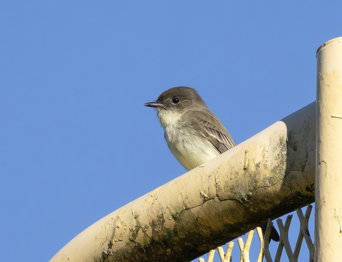 Eastern Phoebe - ML647290224