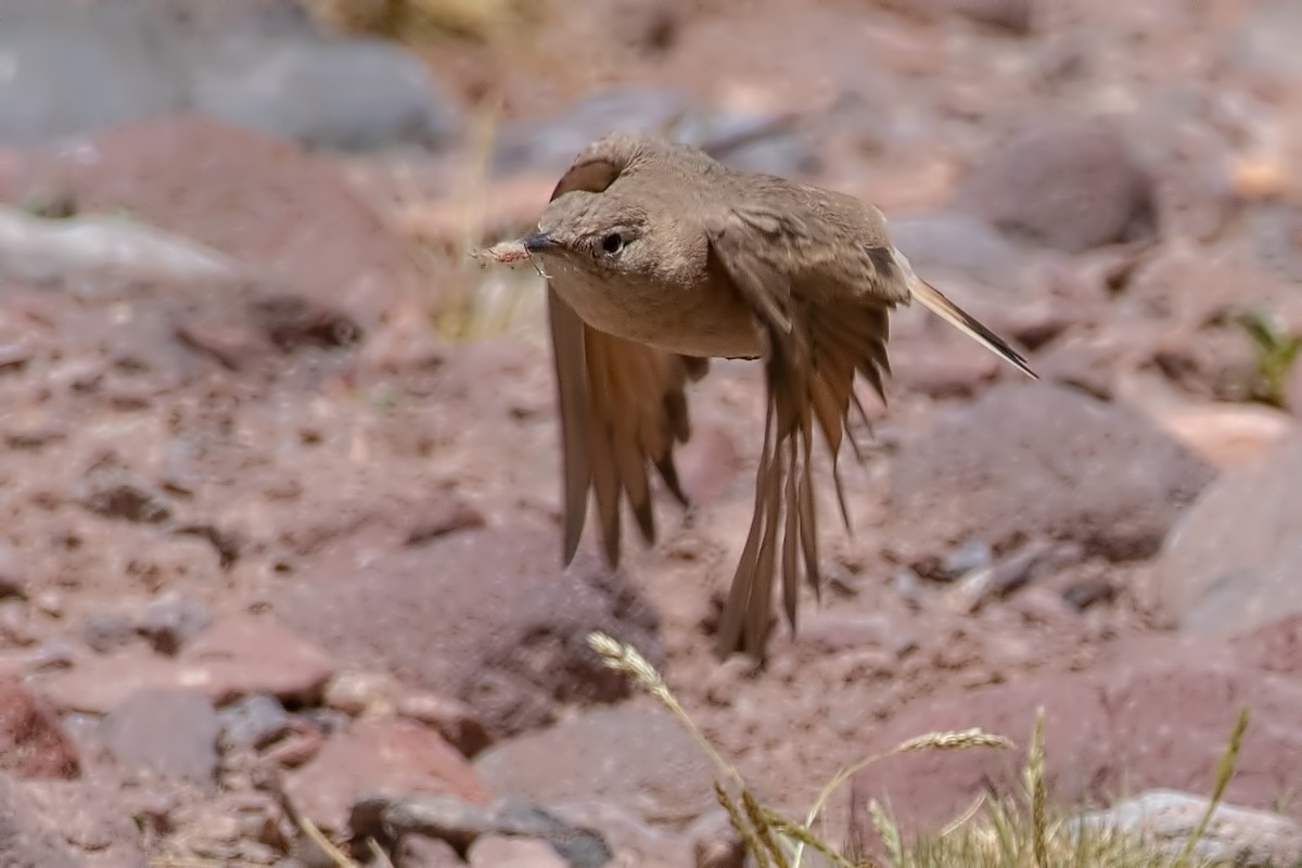 Hellbürzel-Erdhacker - ML647290227