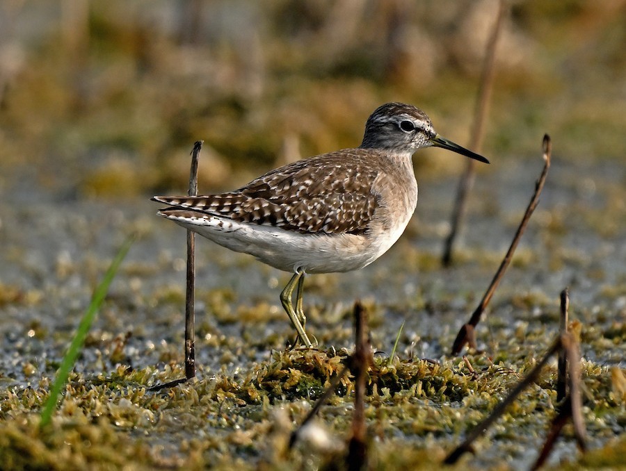 vodouš bahenní - ML647290229