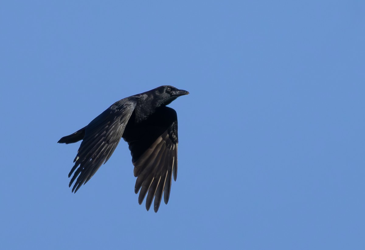 Ворона американська - ML647290230