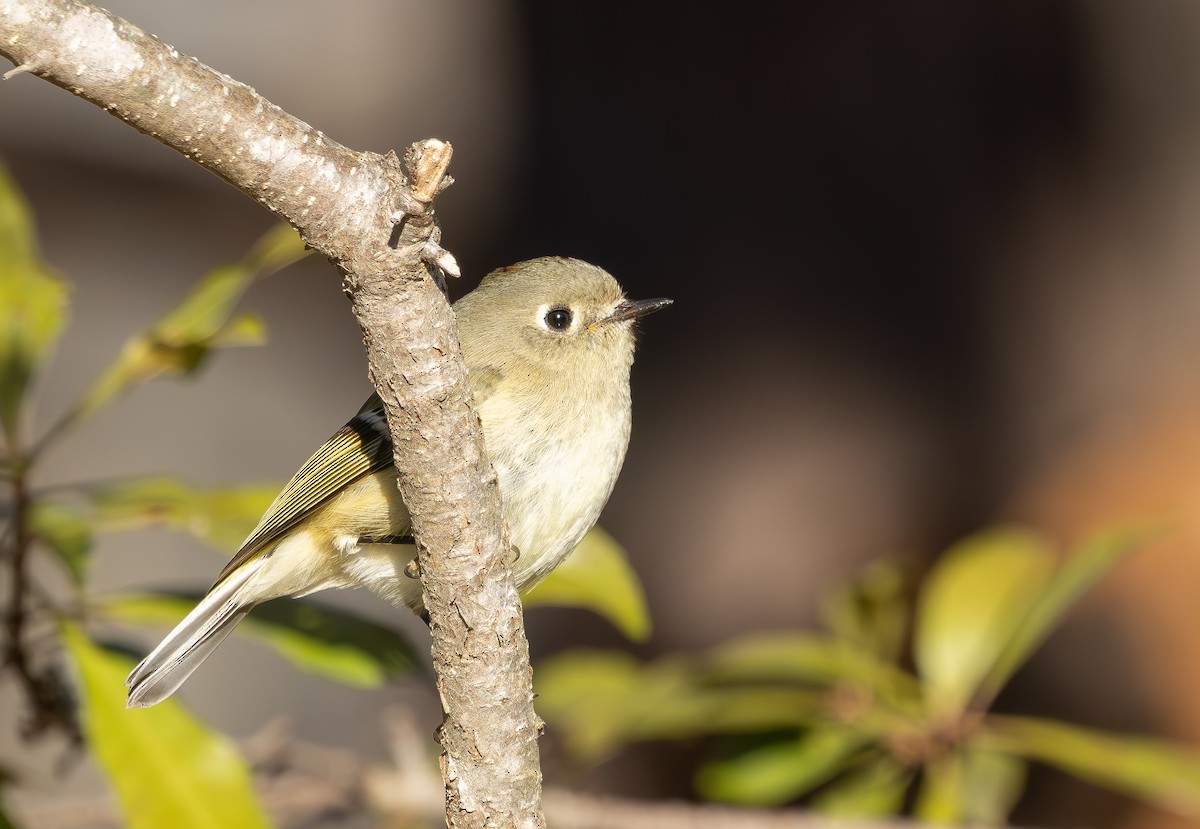 Золотомушка рубіновочуба - ML647290243