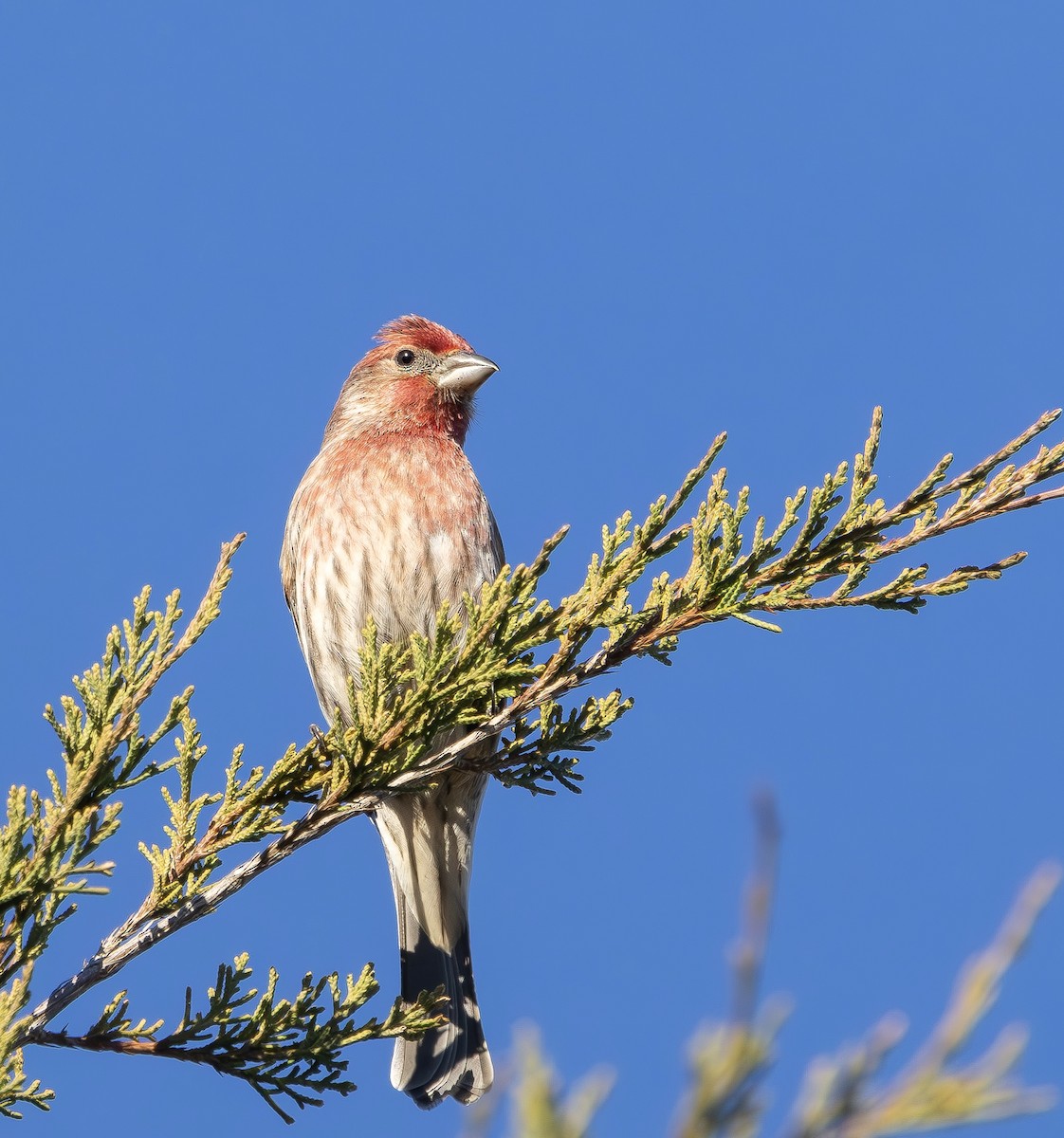 Чечевиця садова - ML647290247