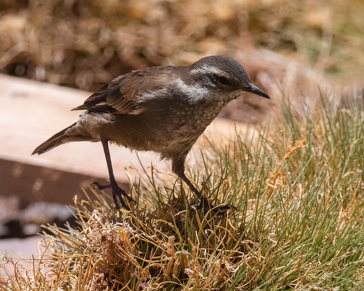 Grauflanken-Uferwipper - ML647290249