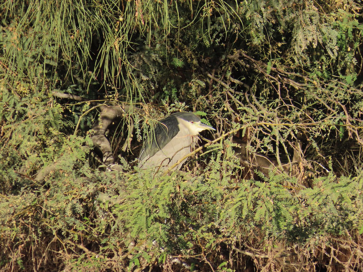 Black-crowned Night Heron - ML647290251