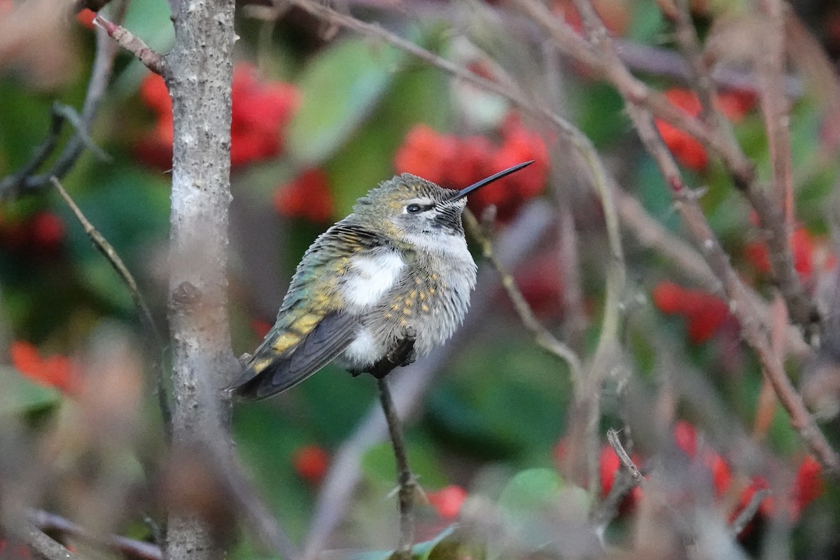 Anna's Hummingbird - ML647290253