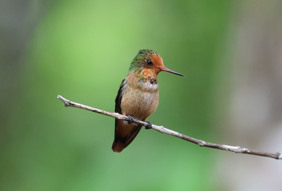 チャカザリハチドリ - ML647290255