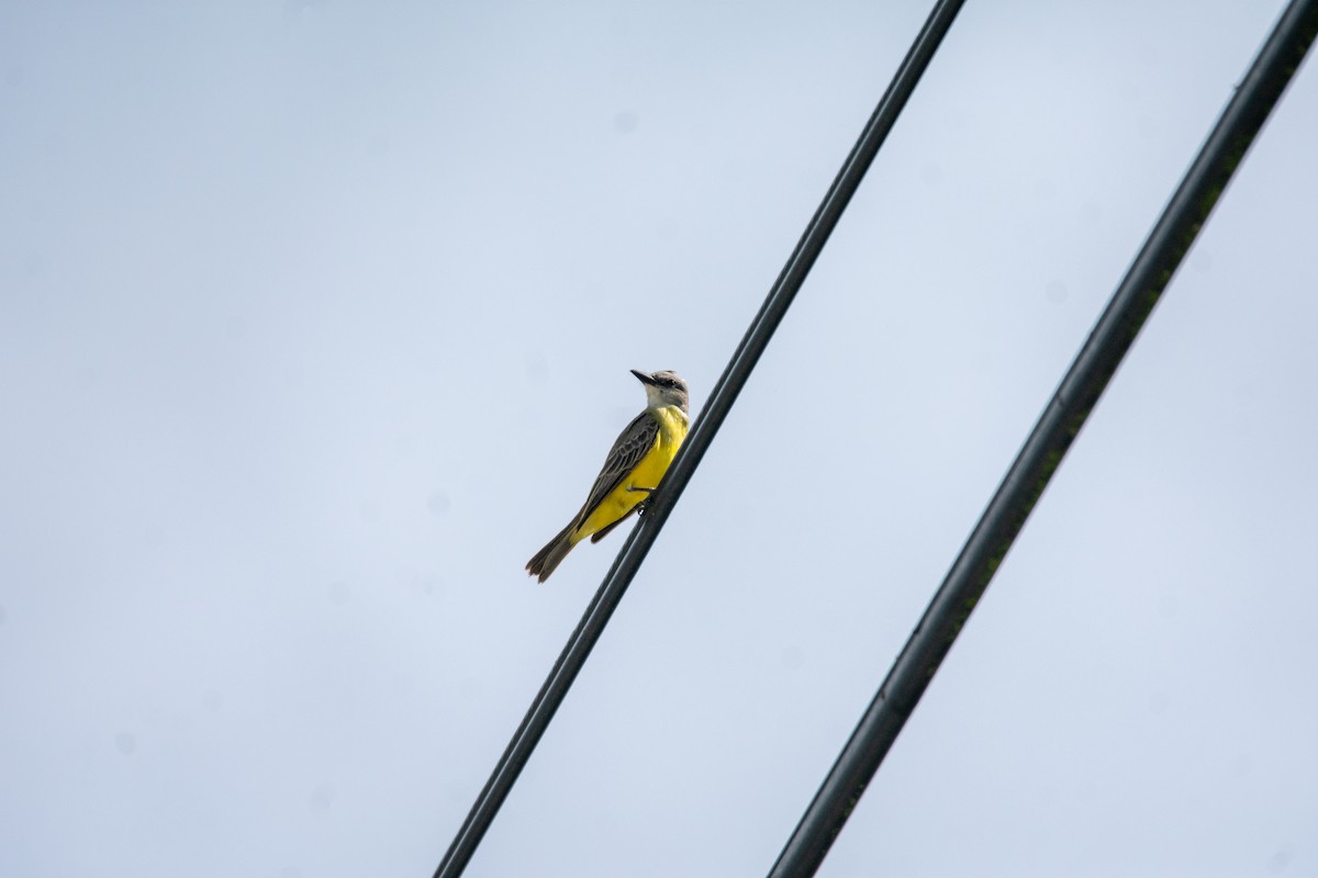 Tropical Kingbird - ML647290257