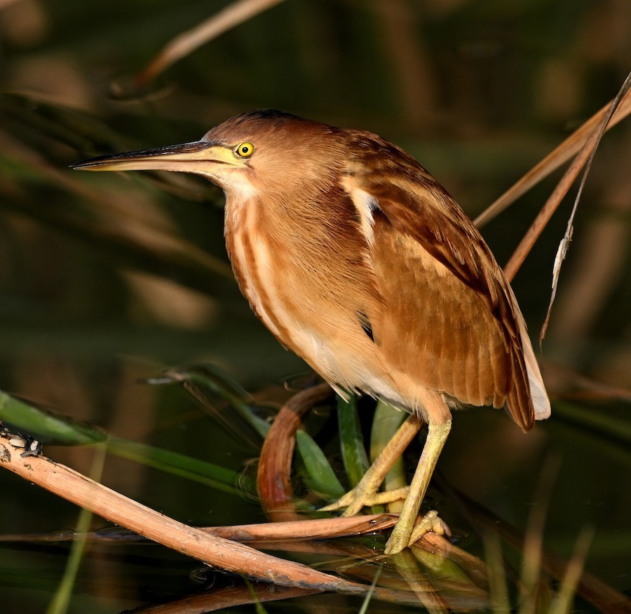Yellow Bittern - ML647290259