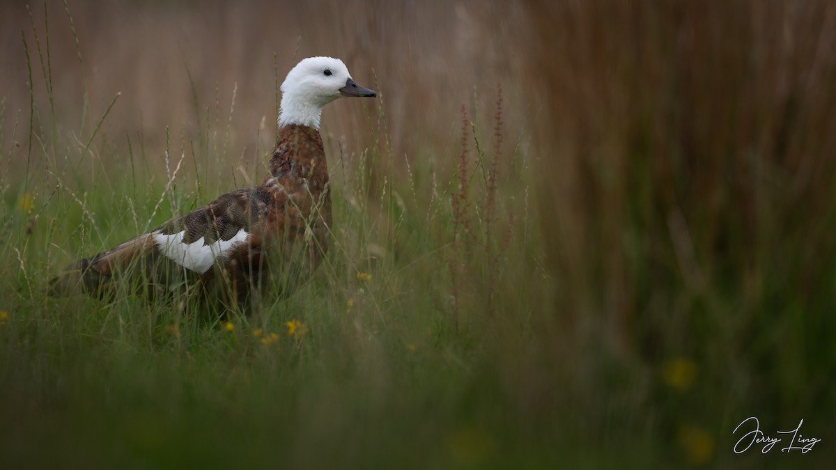 Tarro Maorí - ML647290260