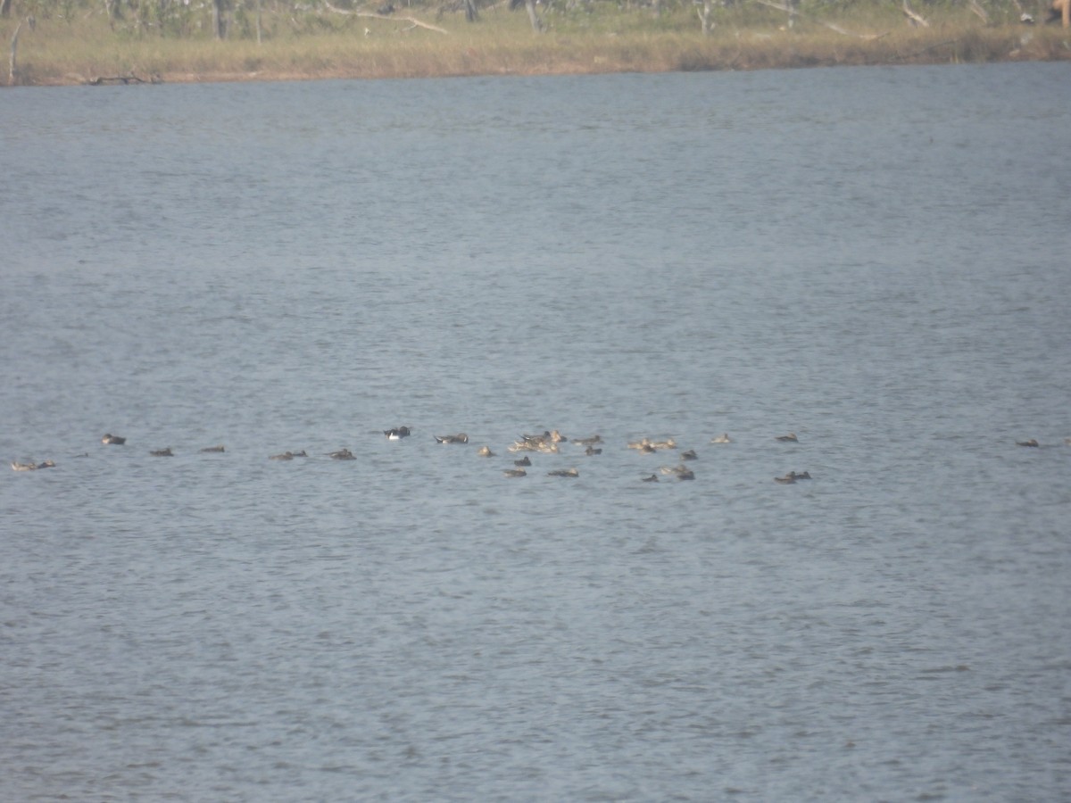 ostralka štíhlá - ML647290262