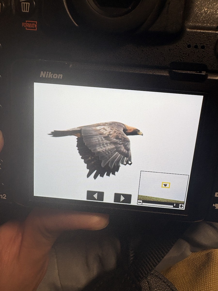 Golden Eagle - ML647290263