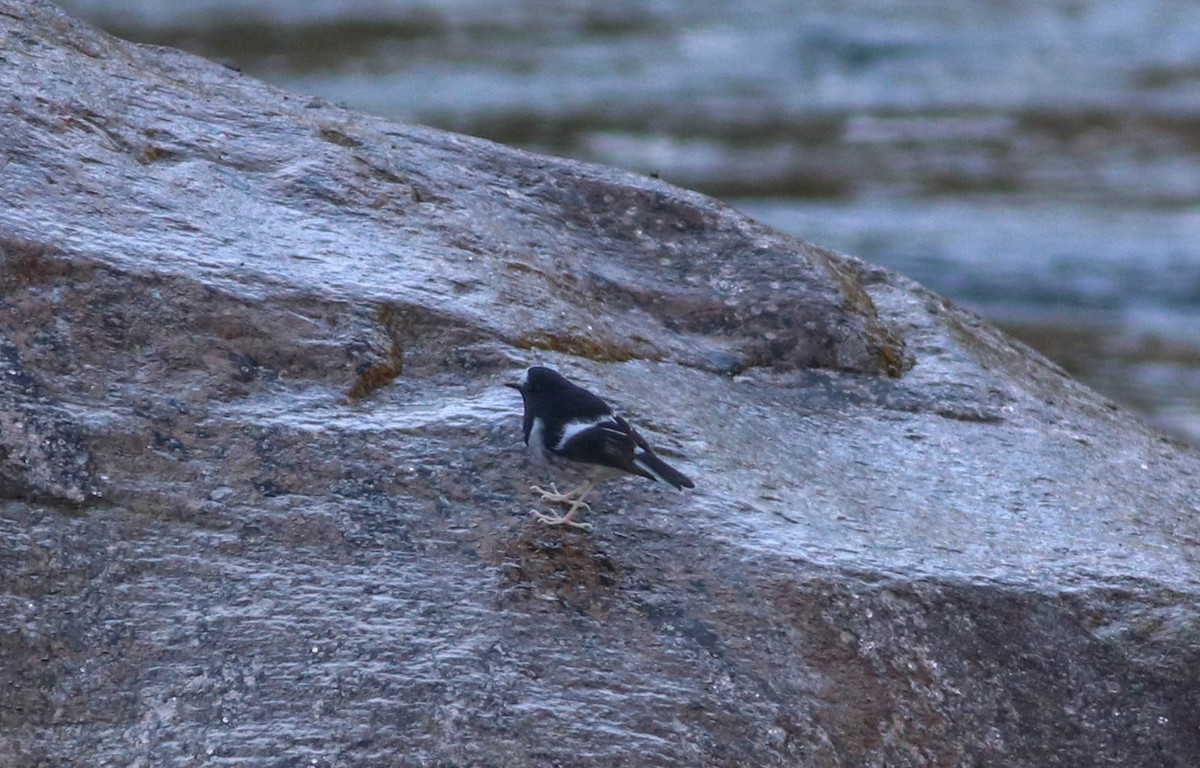 Little Forktail - ML647290265