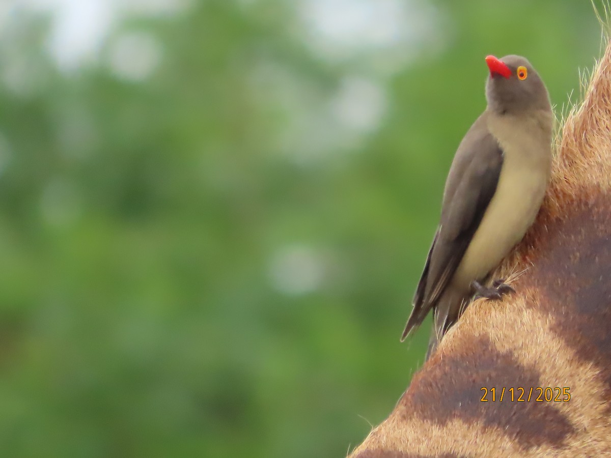 rødnebboksehakker - ML647290267